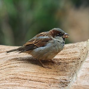 Wild House sparrow (Passer domesticus), 2023-10-13