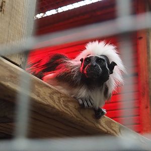 Cotton-top tamarin (Saguinus oedipus), 2023-10-13