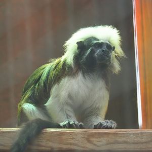 Cotton-top tamarin (Saguinus oedipus), 2023-10-13