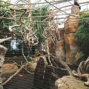 White-faced saki and Azara's agouti exhibit, 2023-10-13