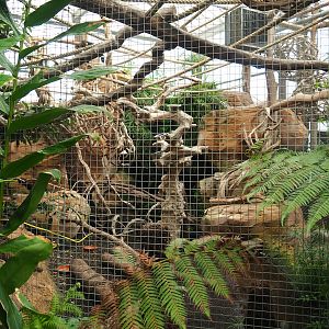 White-faced saki and Azara's agouti exhibit, 2023-10-13