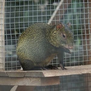 Azara's agouti (Dasyprocta azarae), 2023-10-13