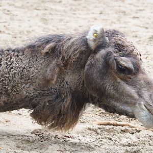 Dromedary camel (Camelus dromedarius), 2023-10-13