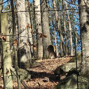 Yellow River Wildlife Sanctuary - Fallow Deer from a distance