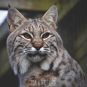 Bobcat