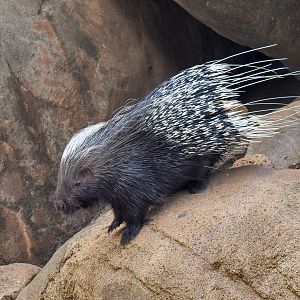 African Crested Porcupine