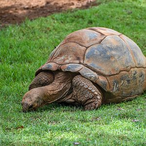 Aldabra Giant Tortoise