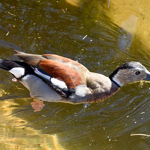 Ringed Teal