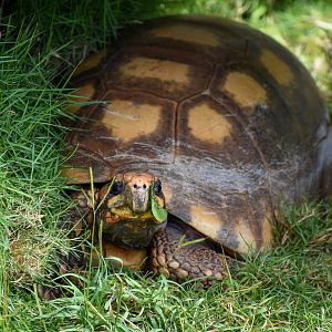 Red-footed Tortoise