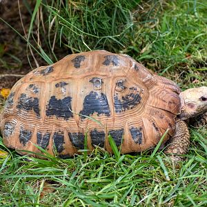 Elongated Tortoise