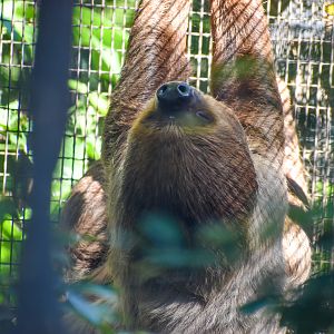 Linne's Two-toed Sloth