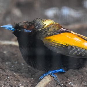 Magnificent Bird-of-Paradise