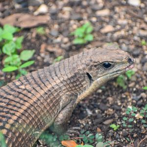 Sudan Plated Lizard