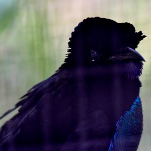 Superb Bird-of-Paradise