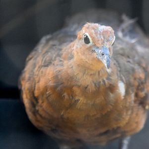 White-throated Ground-Dove
