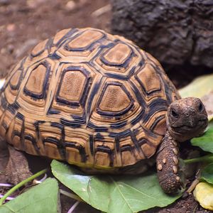 Leopard Tortoise