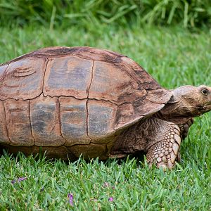 Sulcata Tortoise