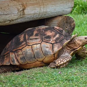 Sulcata Tortoise