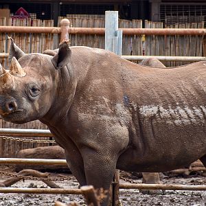 Eastern Black Rhino - male