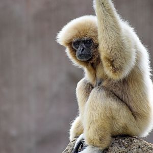 White-handed Gibbon