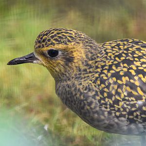 Pacific Golden-Plover