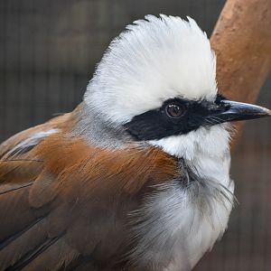 White-crested Laughingthrush