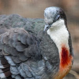 Luzon Bleeding-heart