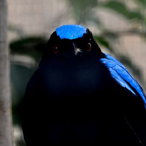 Asian Fairy Bluebird