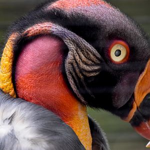 King Vulture