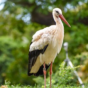 White Stork