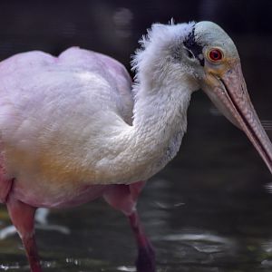 Roseate Spoonbill