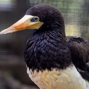 Brown Booby
