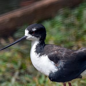 Hawaiian Stilt
