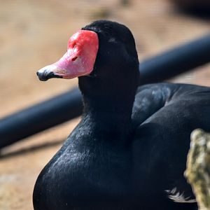Rosy-billed Pochard