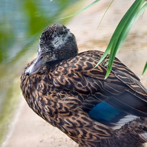 Laysan Teal