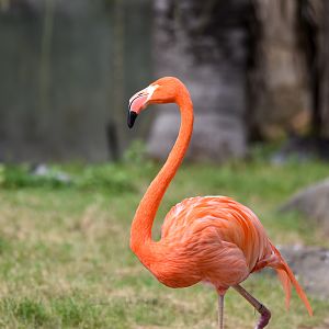 eyeless American Flamingo
