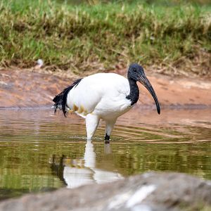African Sacred Ibis