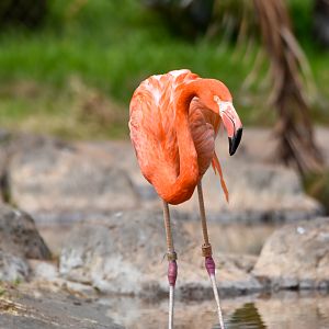 American Flamingo