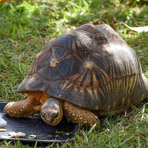 Radiated Tortoise