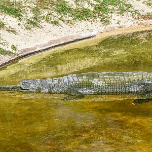 Gharial