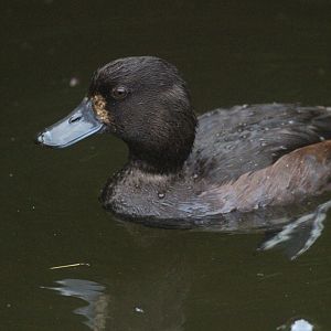 New Zealand Scaup female
