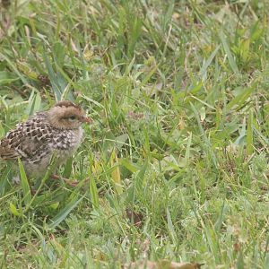 California Quail chick