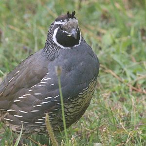 California Quail male