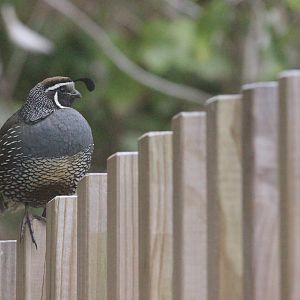 California Quail male