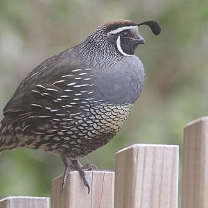 California Quail male