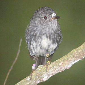 North Island Robin