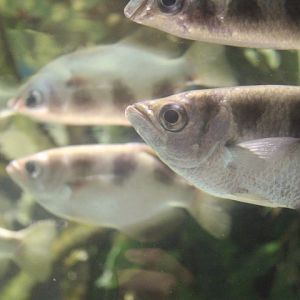 Banded archerfish (Toxotes jaculatrix)