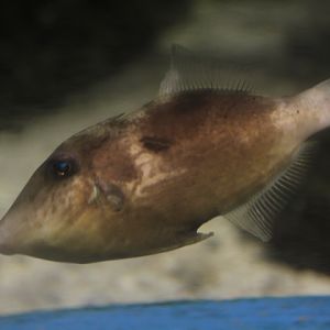 Modest filefish (Thamnaconus modestoides)