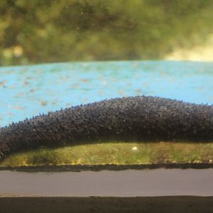 Black sea cucumber (Holothuria atra)