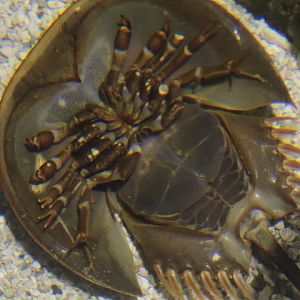 Mangrove horseshoe crab (Carcinoscorpius rotundicauda)